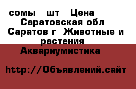 сомы 3 шт › Цена ­ 500 - Саратовская обл., Саратов г. Животные и растения » Аквариумистика   